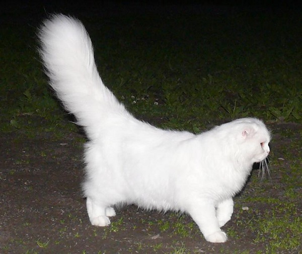 Коты с пушистыми хвостами