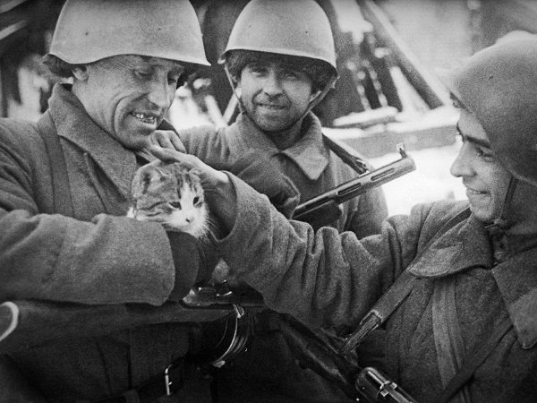Коты во время первой мировой войны