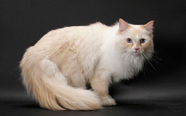 Коты с пушистыми хвостами