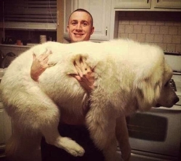 Самые большие собаки в мире