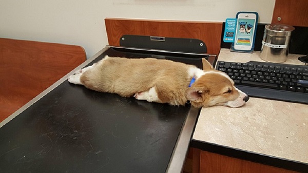 Собаки, которые засыпают где-угодно