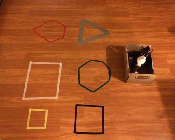 Кот в коробке Кот в коробке