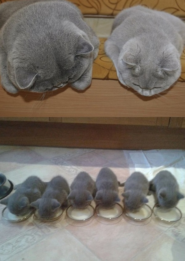 котики похожие как две капли воды