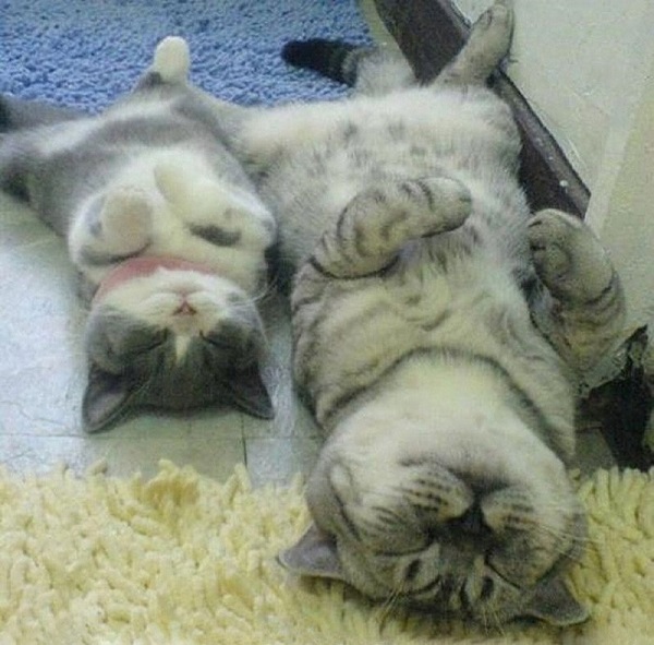котики похожие как две капли воды