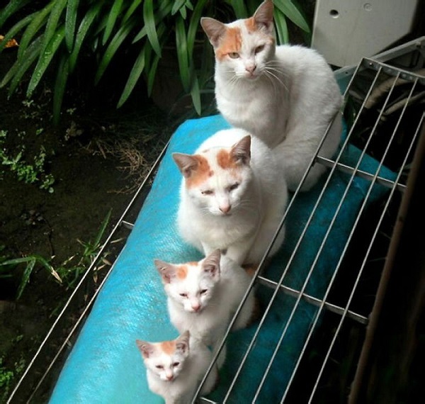 котики похожие как две капли воды