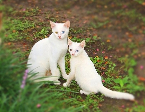 котики похожие как две капли воды