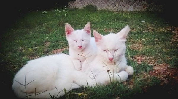 котики похожие как две капли воды