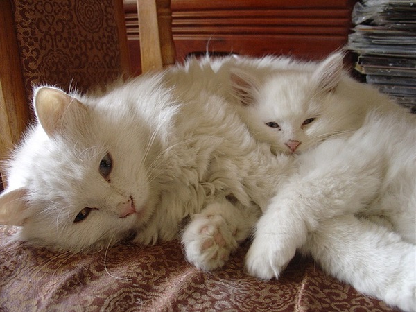 котики похожие как две капли воды