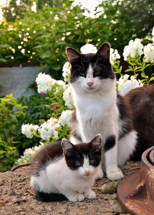 котики похожие как две капли воды