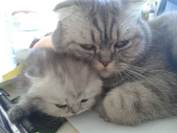 котики похожие как две капли воды