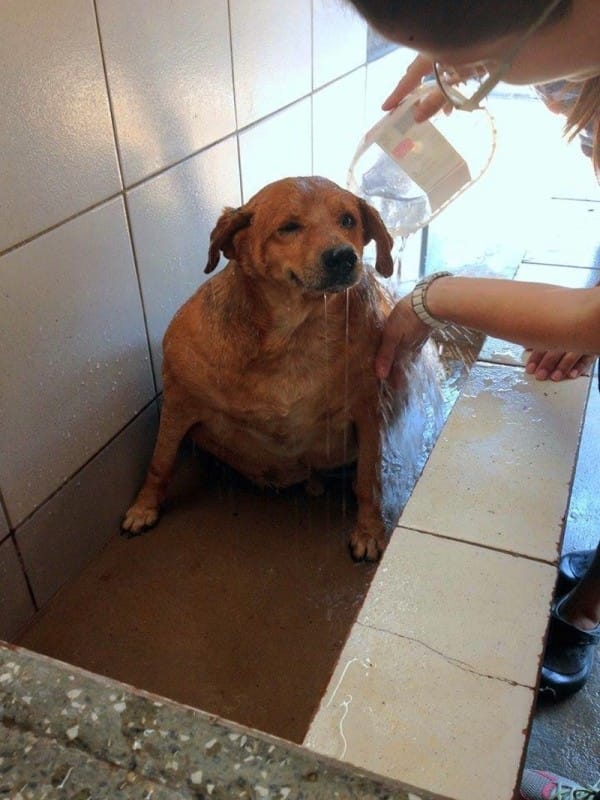 Болинх принимает ванну
