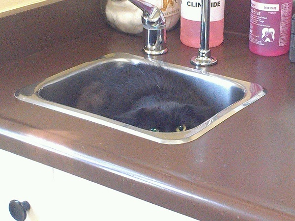 Котики которые не хотели...