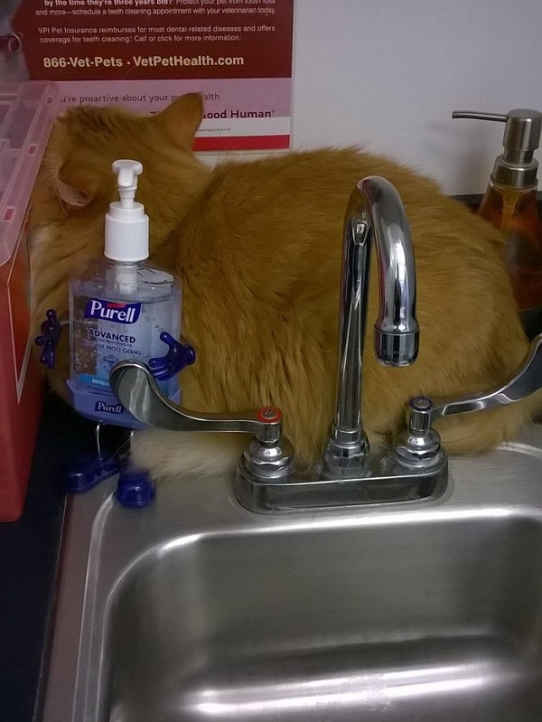 Котики которые не хотели...