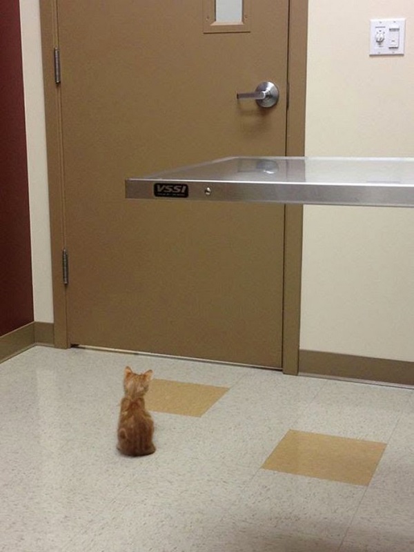 Котики которые не хотели...
