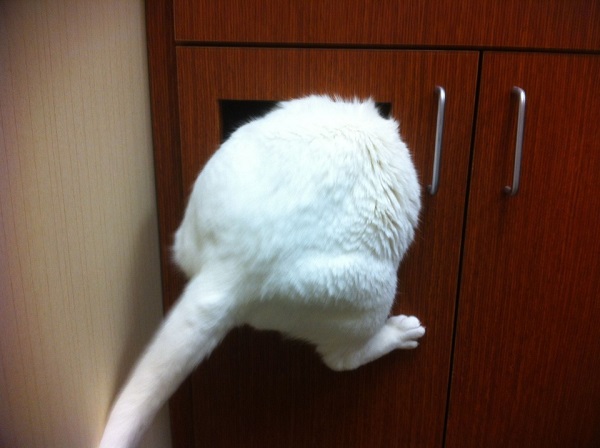 Котики которые не хотели...