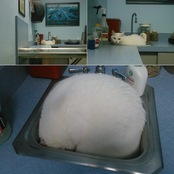 Котики которые не хотели...