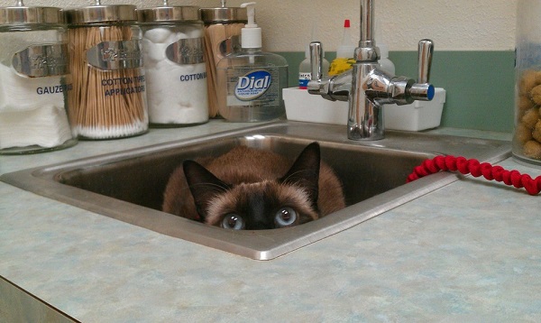 Котики которые не хотели...
