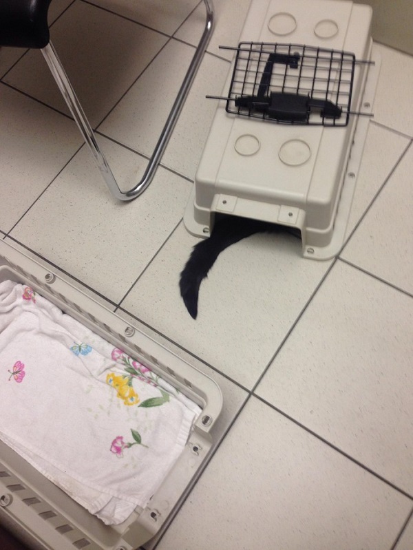 Котики которые не хотели...