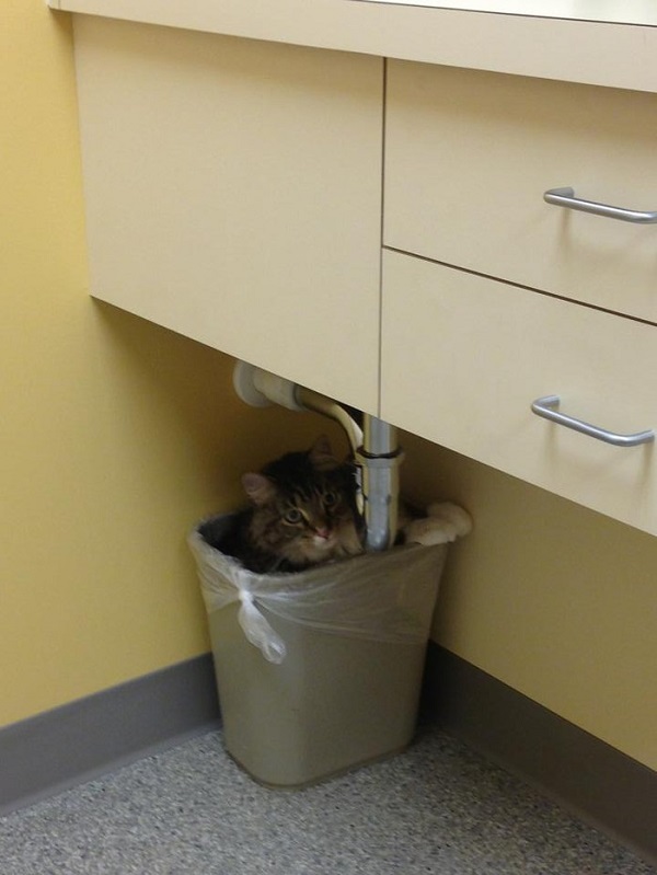 Котики которые не хотели...