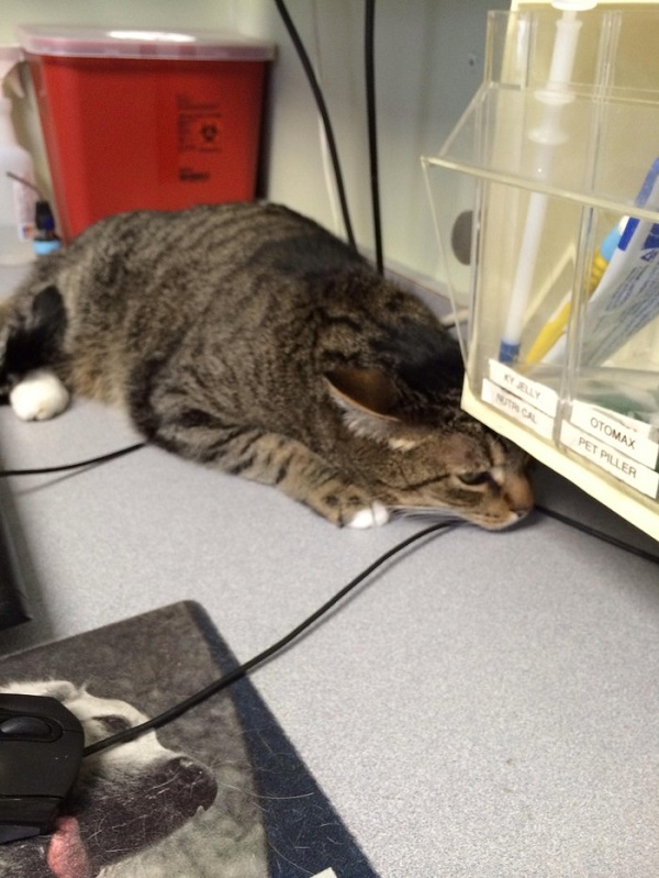 Котики которые не хотели...