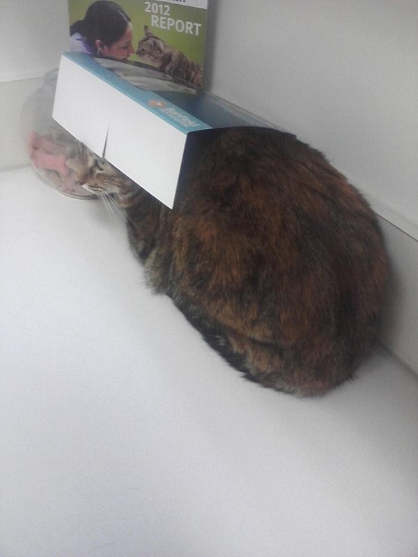 Котики которые не хотели...