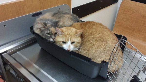 Котики которые не хотели...