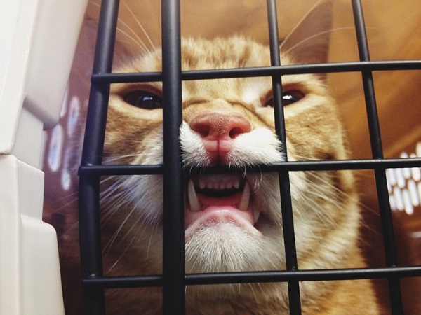 Котики которые не хотели...