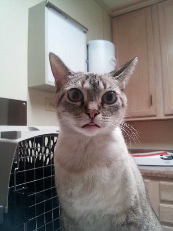 Котики которые не хотели...