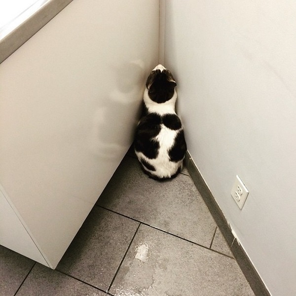 Котики которые не хотели...