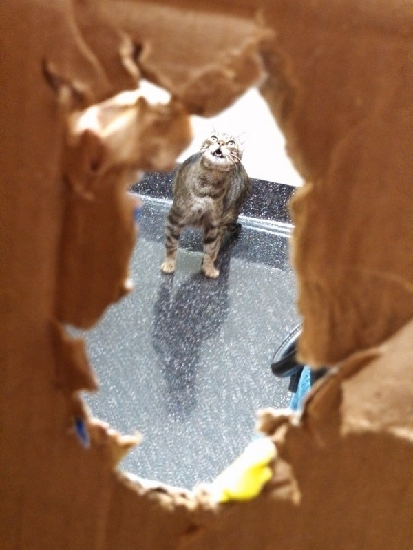 Котики которые не хотели...