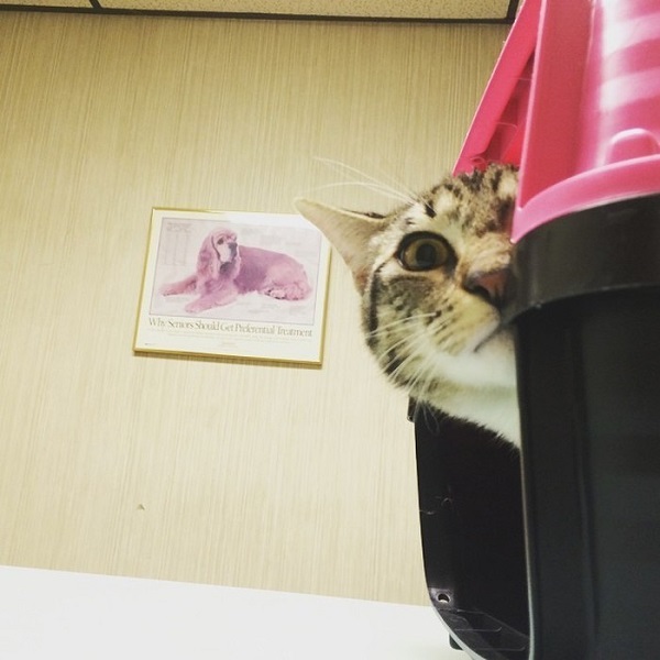 Котики которые не хотели...