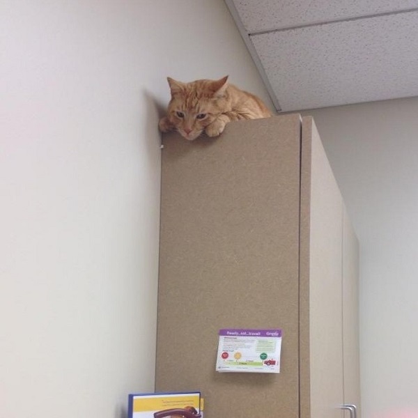 Котики которые не хотели...