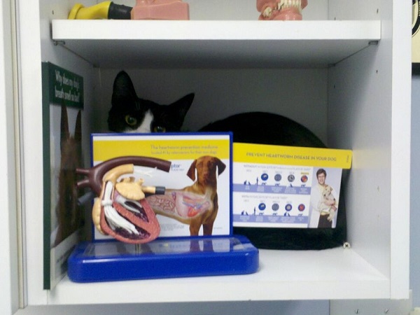 Котики которые не хотели...