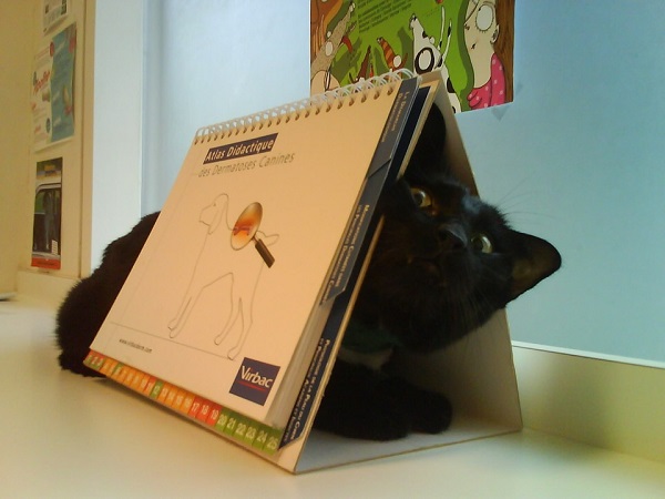 Котики которые не хотели...