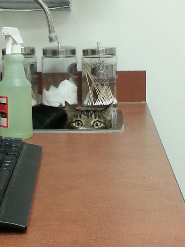 Котики которые не хотели...