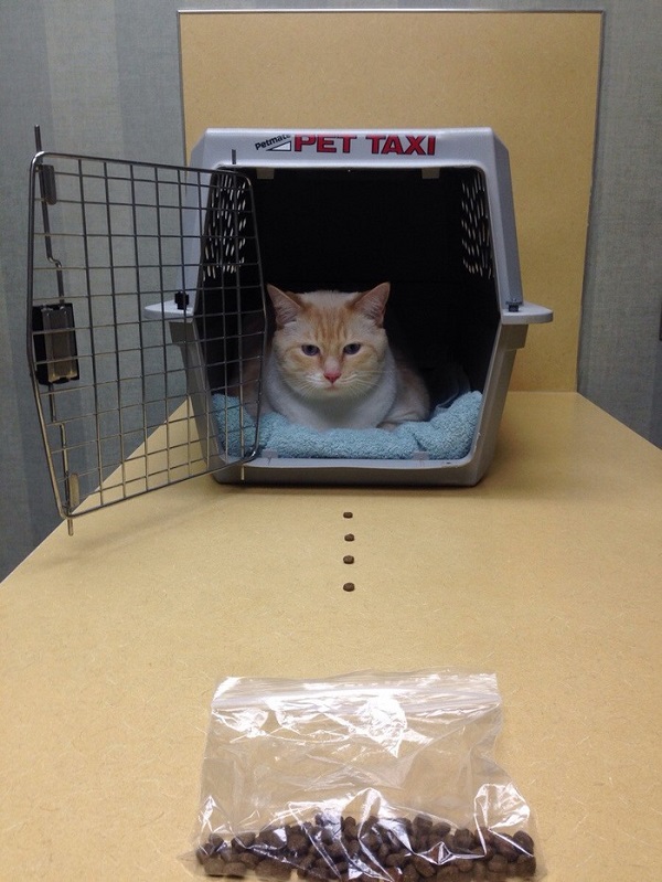 Котики которые не хотели...