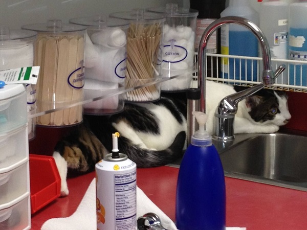 Котики которые не хотели...