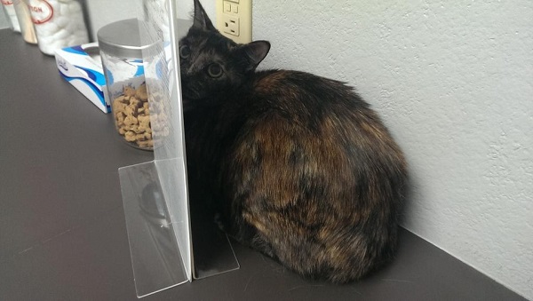 Котики которые не хотели...