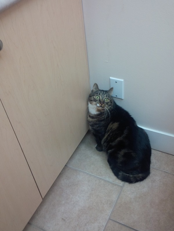 Котики которые не хотели...