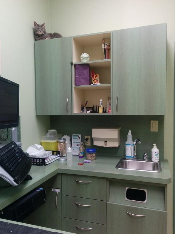 Котики которые не хотели...