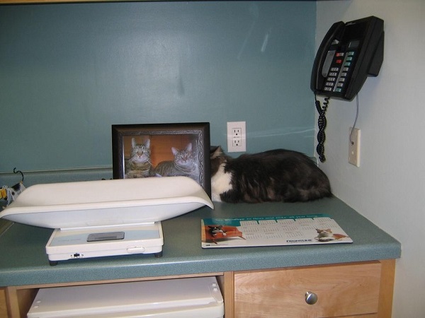 Котики которые не хотели...