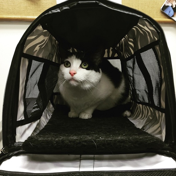 Котики которые не хотели...