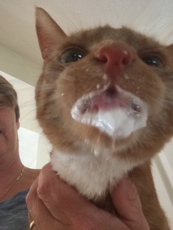 Котики которые не хотели...