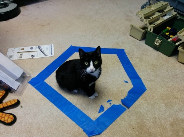 Кот в круге из изоленты Кот в круге из изоленты