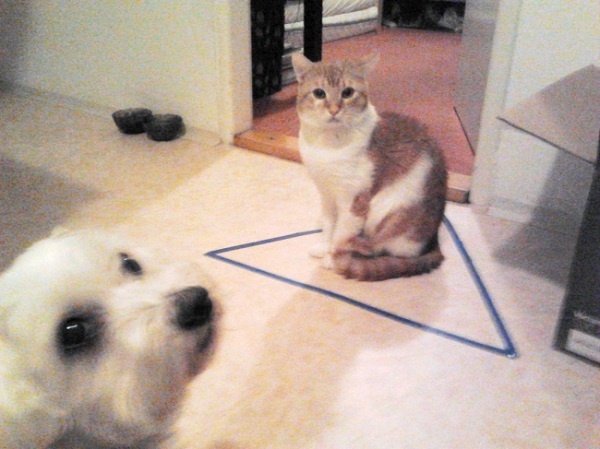 Кот в поле из изоленты Кот в поле из изоленты