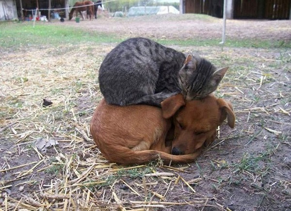 "Как кошка с собакой!" 