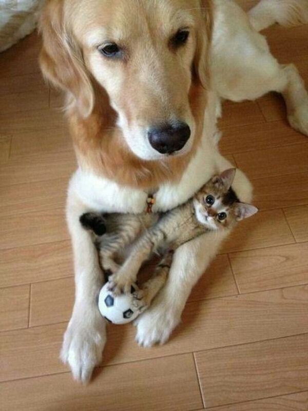 "Как кошка с собакой!" 