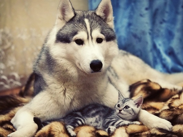 "Как кошка с собакой!" 
