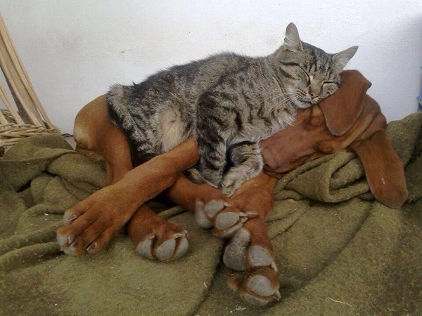 "Как кошка с собакой!" 