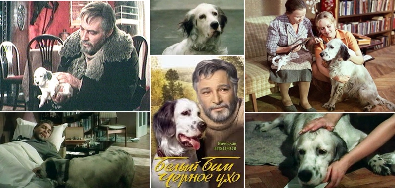 Белый Бим Черное ухо &ndash; главный герой одноименного фильма